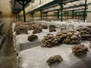 Самый крупный в России грибоводческий комплекс построят недалеко от Набережных Челнов